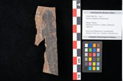 Foto (Objekt + Etikett) von Quercus palaeoilex Ettingshausen (NHMW-GEO-2024-0188-0790)